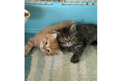 成約済の千葉県のミヌエット-54629の4枚目